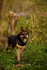 Beautiful german shepherd posing in the forest. nature happy dog