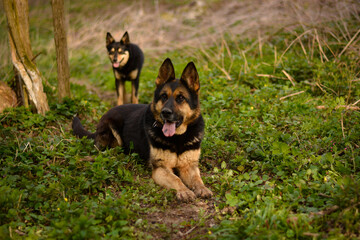 Beautiful german shepherd posing in the forest with young australian kelpie dog. nature happy dog