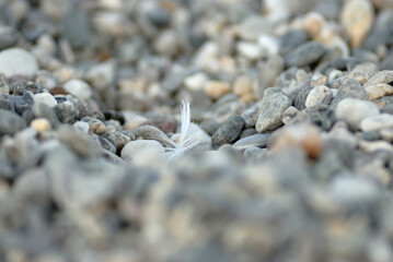 Feder am Steinstrand
