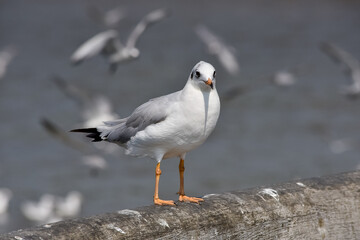 Obraz premium One seagull sits on a old sea pier. Close-up view