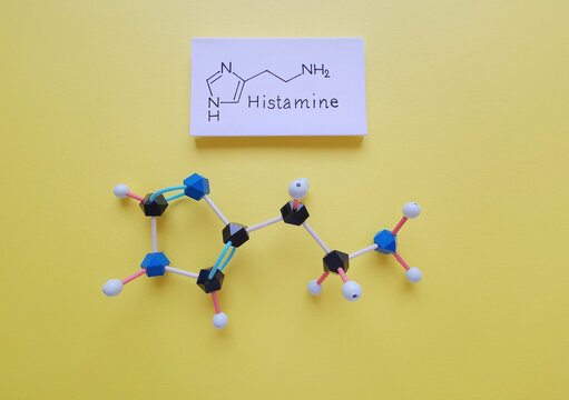 Molecular structure model and structural chemical formula of histamine molecule. Histamine is an organic nitrogenous compound involved in local immune responses and acting as a neurotransmitter.