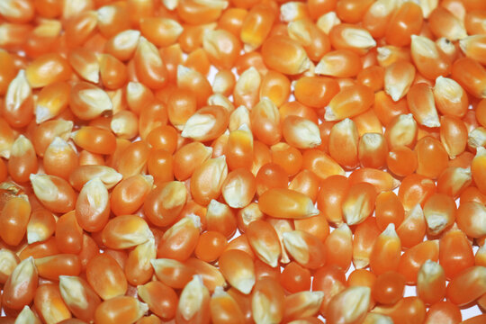 close up image of corn seed