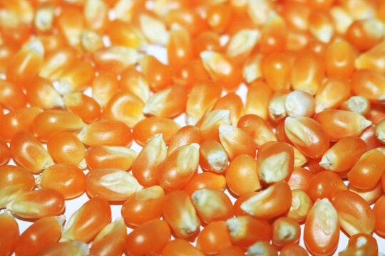 macro image of corn seed