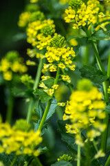 Obraz premium fleur de printemps