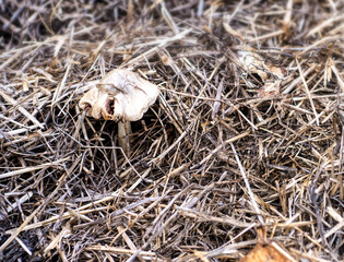 Harmful poisonous mushrooms growing on a rotten hay.