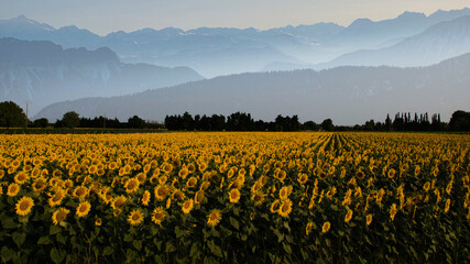 Sonnenblumenfeld in den Alpen in Frankreich