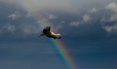 Storch im Gewitter © Tanja Voigt 