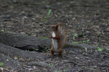 Squirrel in the park
