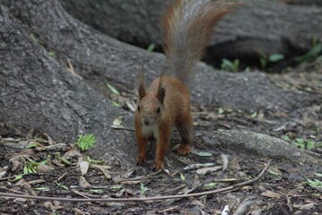 Squirrel in the park