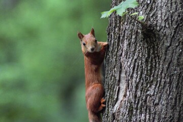 Squirrel in the park