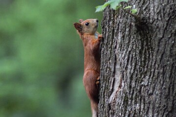 Squirrel in the park