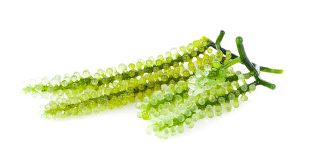 Sea grapes ( green caviar ) seaweed on white background