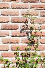 old brick wall with green leaves