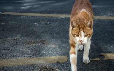 Chat de rue