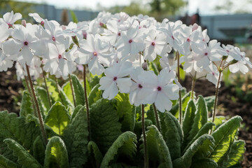 Close-up on a blooming primula with sunlight, primrose plant with white small flowers in the flowerbed in spring.
