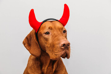 Hungarian vizsla dog in a devil costume with horns and bow on a light gray background