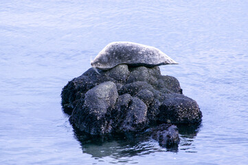 Wharf Seal on rock