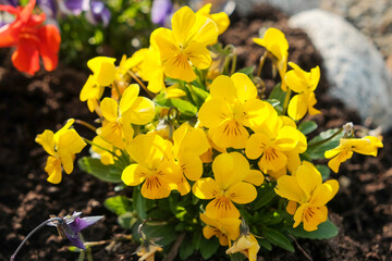 Close-up on a blooming primula with sunlight, primrose plant with yellow small flowers in the flowerbed