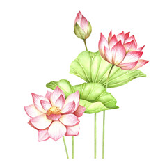 Composition with lotus. Hand draw watercolor illustration. - 354664255