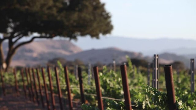 Magic hour light on oaks and vines in a beautiful vineyard in the Santa Ynez Valley AVA.