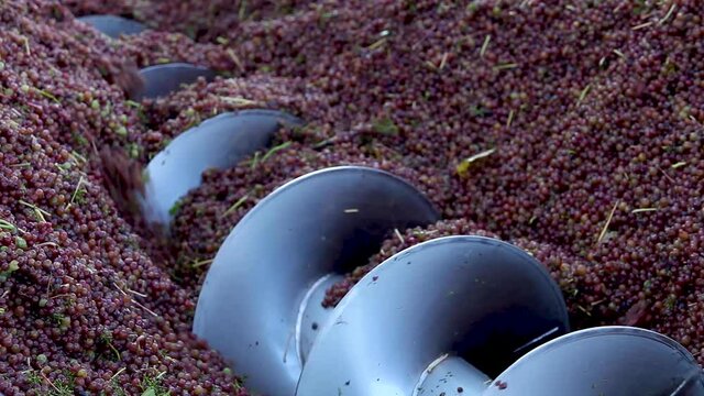 Close up of a spinning auger processing red wine grapes during harvest season