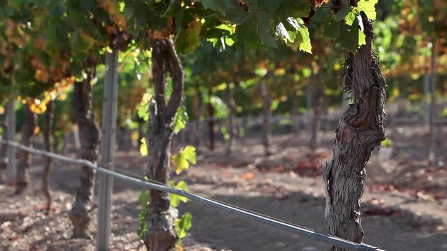 The weathered trunk of a mature grape vine in the Santa Ynez Valley AVA of California.