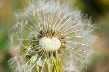 Close up of dandelion with white fluff seeds