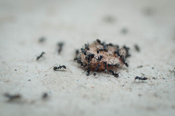 ants on the ground