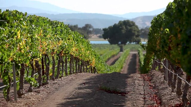 Beauty shot of a row of manicured grape vines in the Santa Ynez Valley AVA of California.