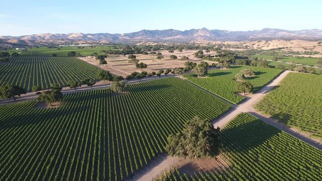 Beautiful Aerial Of Vineyards In California’s Santa Ynez Valley Appellation In Wine Country