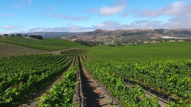 Beautiful aerial of hilly vineyards in the grape growing region of California’s santa rita appellation