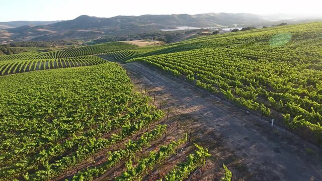 Beautiful aerial of hilly vineyards in the grape growing region of California&rsquo;s santa rita appellation