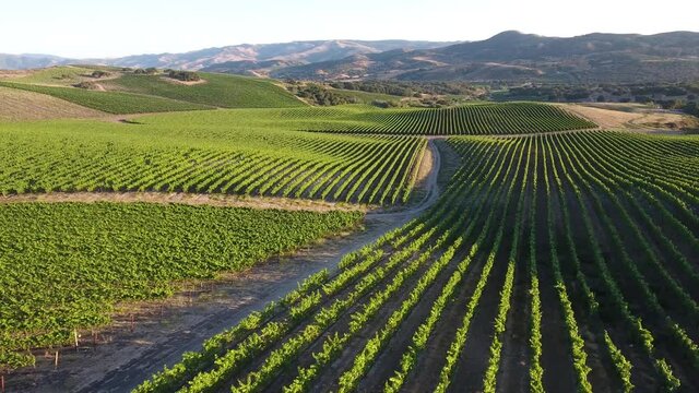 Beautiful aerial of hilly vineyards in the grape growing region of California&rsquo;s santa rita appellation
