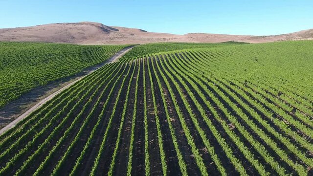 Beautiful aerial of hilly vineyards in the grape growing region of California&rsquo;s santa rita appellation