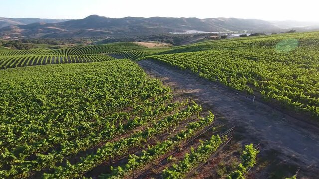 Beautiful aerial of hilly vineyards in the grape growing region of California&rsquo;s santa rita appellation