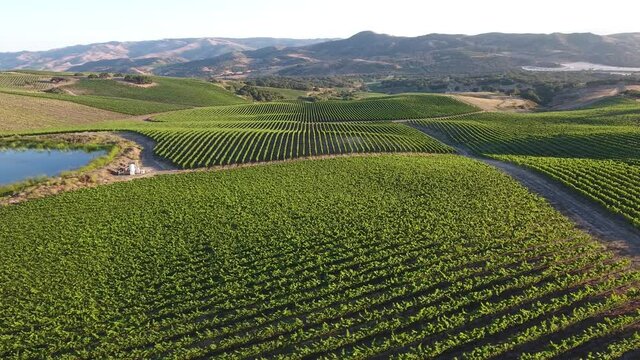 Beautiful aerial of hilly vineyards in the grape growing region of California&rsquo;s santa rita appellation