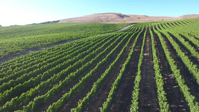 Beautiful aerial of hilly vineyards in the grape growing region of California&rsquo;s santa rita appellation