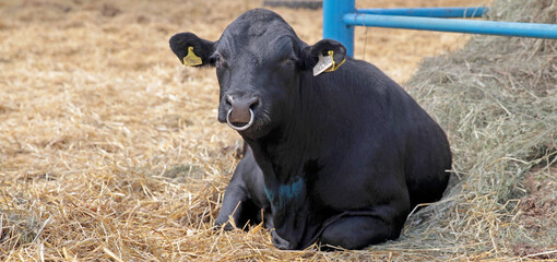 Fototapeta premium The cow looks at us with kind eyes, she is in a good mood.