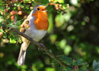 Robin redbreast singing with beak open in berry tree
