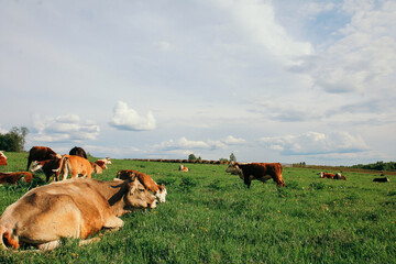 Fototapeta premium small calf and a cow graze on a green meadow in summer