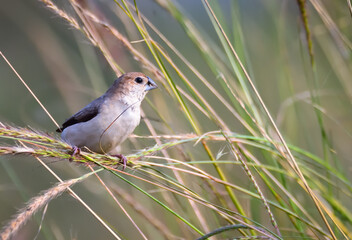 Indian silverbill perched on crops