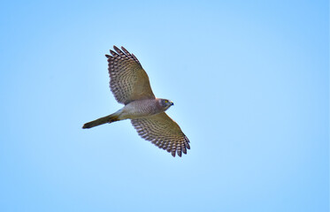 Shikra flying hover