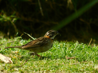 sparrow on the grass