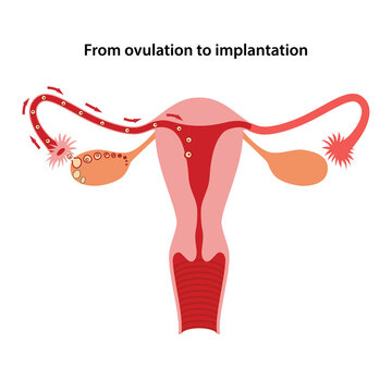 Female reproductive system. Diagram of process from ovulation to implantation of human. Medical vector illustration in flat style on white background.