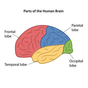 Main areas of the Cerebral Cortex with labeled. Lateral view. Color diagram. Vector illustration in flat style isolated on white background.