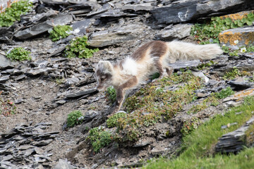 A moulting Arctic fox on Svalbard in the Arctic