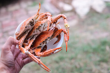 The steamed crab (claws) serve on white dish - homemade food concept.