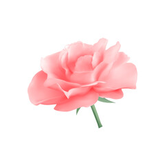 Tea rose isolated on a white background. Vector illustration