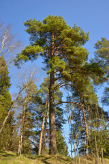old pine tree on the edge of the forest in spring on a sunny day