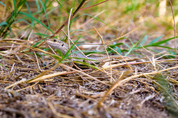 Close up of a Sicilian lizard, Podarcis waglerianus, Podarcis sicula,  among dry grass in Sicily, Italy.